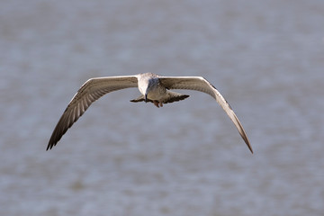 Heuglin's gull.  Conservation status  Least Concern (IUCN 3.1) Scientific classification e Kingdom:	Animalia Phylum:	Chordata Class:	Aves Order:	Charadriiformes Family:	