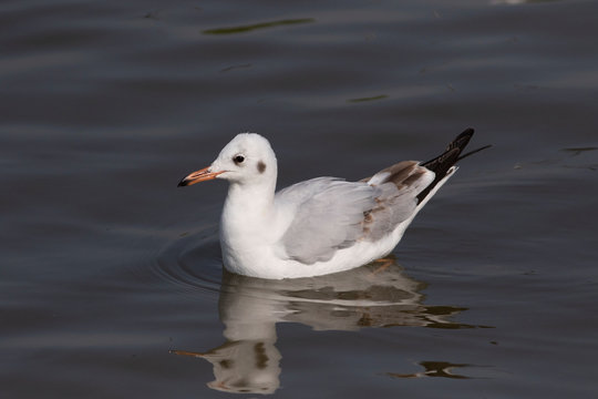 The Brown-headed Gull (Chroicocephalus Brunnicephalus) Is A Small Gull Which Breeds In The High Plateaus Of Central Asia From Tajikistan To Ordos In Inner Mongolia. It Is Migratory, Wintering On The C