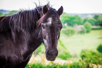 Closeup of Beautiful black horse  portrait standing side view in meadow and green field in summertime alone , looking at camera