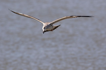 Heuglin's gull.  Conservation status  Least Concern (IUCN 3.1) Scientific classification e Kingdom:	Animalia Phylum:	Chordata Class:	Aves Order:	Charadriiformes Family:	
