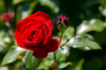 Blume, Blüte, Makro, Bunt, Farbig, Garten, Natur, Rose