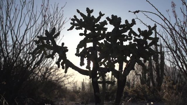 Vibrant desert dolly at dawn cactus silhouette