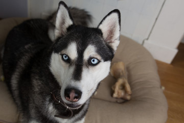 portrait of siberian husky dog