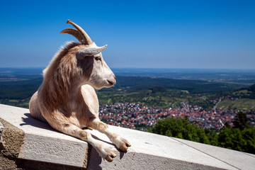 Ziege, Burg, Aussicht, Schwäbische Alp, Stadt, Landschaft, Tier, Deutschland