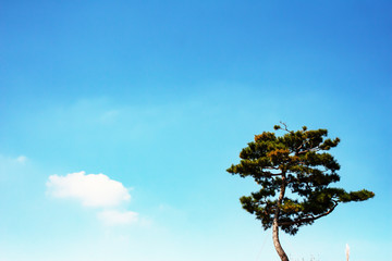 an oriental pine tree under the sky