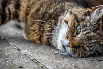 Closeup of beautiful Cute gray tabby cat looking very tired and sleepy , lying down on the ground and tries to sleep and rest while looking at the camera