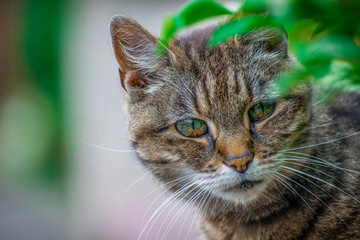 Closeup of beautiful Cute gray tabby cat head portrait looking at the camera in scared way , blurred background