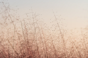 Pink muhly grass in autumn