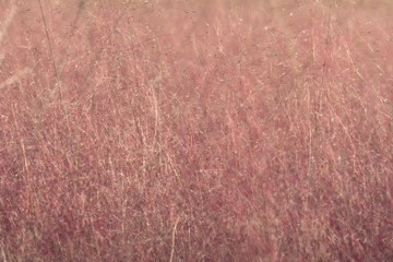 Pink muhly grass in autumn