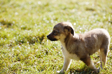 cute puppy is sitting on the green grass on a meadow at morning