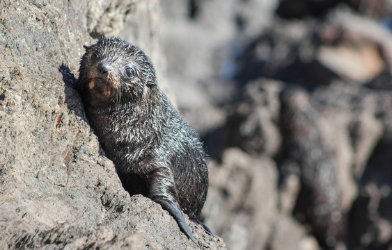 Close up image of a New Zealand Fur Seal Pup with copy space (Arctocephalus forsteri)