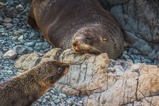 Close up image of a mother and pup New Zealand Fur Seal (Arctocephalus forsteri)