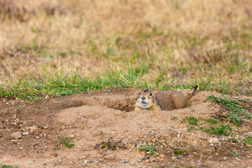 Prairie dog in his hole at the Wichita Mountains Wildlife Refuge, located in southwestern Oklahoma