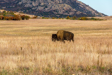 Fototapeta na wymiar Bison on the range at the Wichita Mountains Wildlife Refuge, located in southwestern Oklahoma.