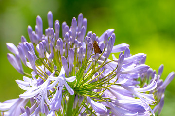 A beautiful exotic flower.