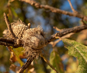 Oak acorns