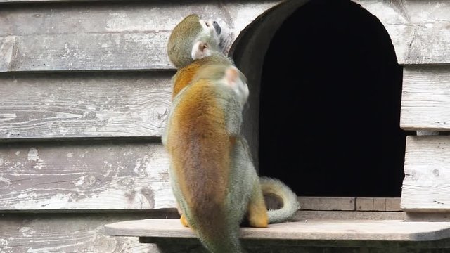 Common squirrel monkeys (Saimiri sciureus), two of them making love together.