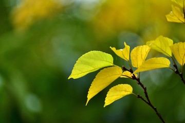 きれいに色づいた雨の中の黄葉