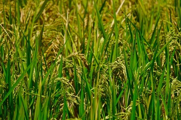 grown rice field