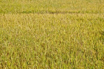 grown rice field