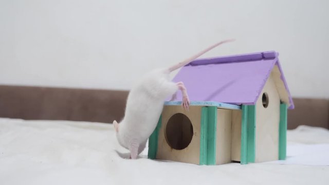 rat coming out climbs on top of wooden house sniffing nose a hole cute video out of the burrow of a house and sniffs food in search of food . cute mouse albino rat pet goes to the house. white