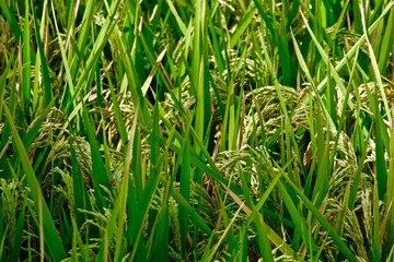 grown rice field