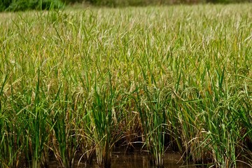 Fototapeta premium grown rice field