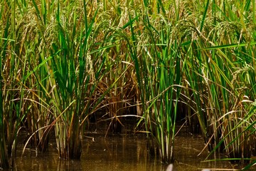 grown rice field