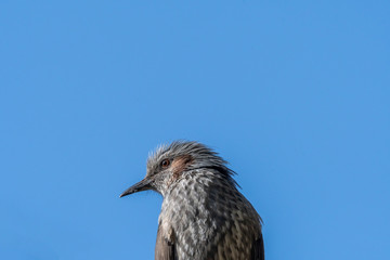 Brown-eared bulbul profile against blue sky