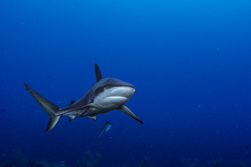 Mar Vermelho - Maio 2018