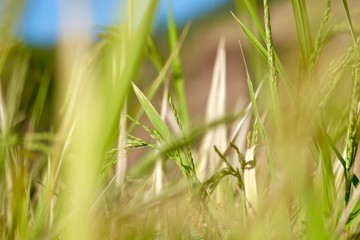 Fototapeta premium grown rice field