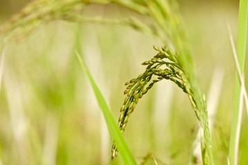 grown rice field