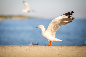 Seagull is a type of seabird, a medium to large bird. Gray or white hair Some species have black spots on the head or wings, mouths are thick and the feet are large