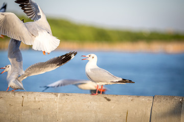 Seagull is a type of seabird, a medium to large bird. Gray or white hair Some species have black spots on the head or wings, mouths are thick and the feet are large