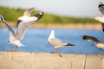 Seagull is a type of seabird, a medium to large bird. Gray or white hair Some species have black spots on the head or wings, mouths are thick and the feet are large