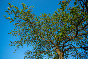 Tree view from below. Almond, Terminalia catappa. Bengal almond tree. Branches and green foliage of sea almond tree. 