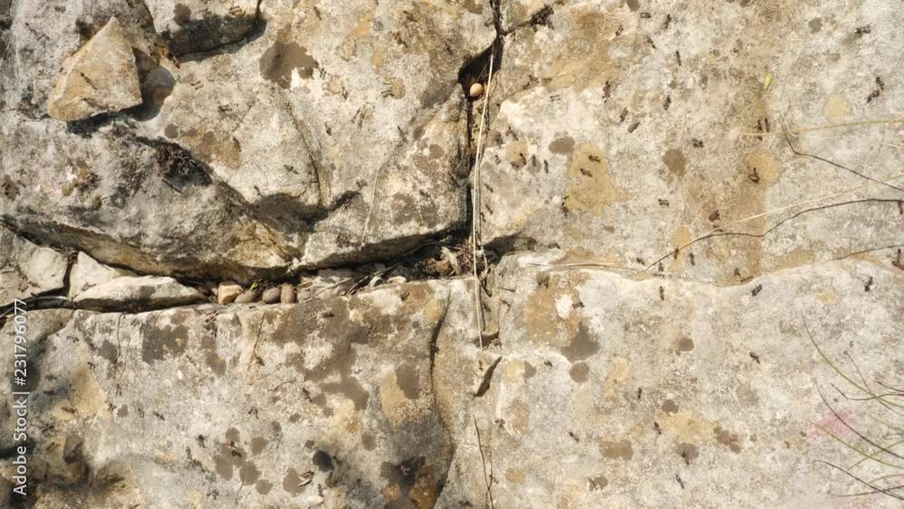Poster close up on a colony of many ants walking around and exploring the rocks around their nest on a sunn