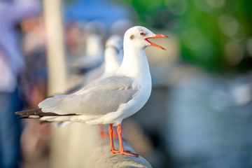 Seagull is a type of seabird, a medium to large bird. Gray or white hair Some species have black spots on the head or wings, mouths are thick and the feet are large. The birds are behaving in a large