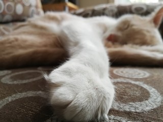 Cat paw