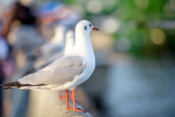 Seagull is a type of seabird, a medium to large bird. Gray or white hair Some species have black spots on the head or wings, mouths are thick and the feet are large. The birds are behaving in a large