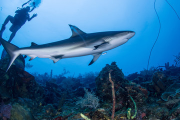 Fototapeta na wymiar Shark Dive