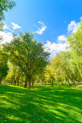 Obraz na płótnie Canvas Big tree and green grass and blue sky