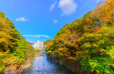 colourful forest on autumn season in Jozankei,