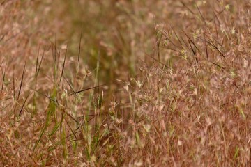 dry grass