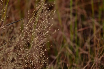 dry grass