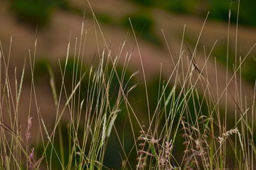 dry grass