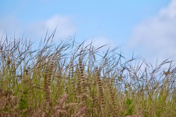 Obraz premium dry grass