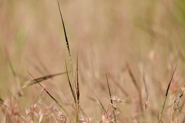dry grass