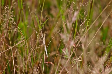 dry grass