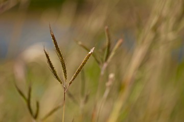 Fototapeta premium dry grass
